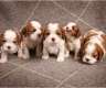Cavalier King Charles Spaniel Hündin...